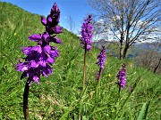 25 Belle orchidee di Orchis mascula